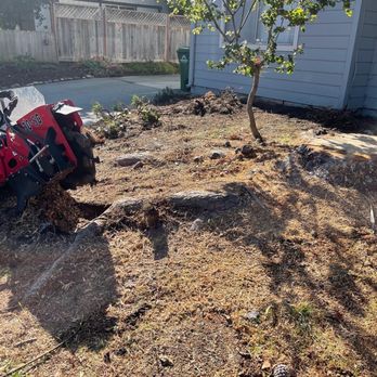 Climb-Rite Tree Services - Large removals - Tree Services Near Me