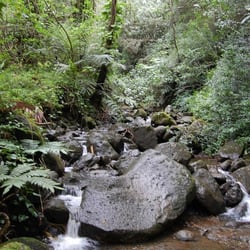 Mānoa Falls Trail