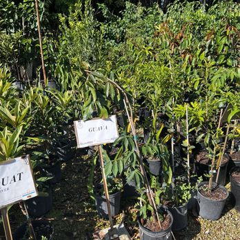 Flamingo Road Nursery - Nurseries & Gardening Near Me - Davie, Florida
