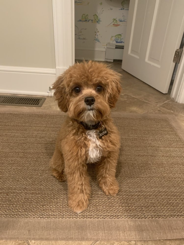 WOOF SPA Updated September 2024 17 Photos & 19 Reviews 454 Tunxis Hill Rd, Fairfield