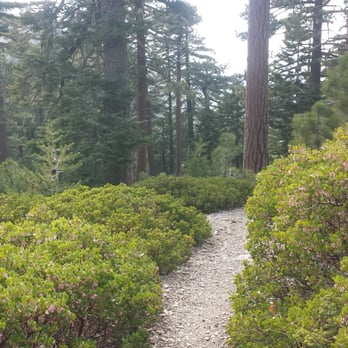 Cucamonga Peak - Different nature scenery as you keep climbing to the peak. - Hiking Near Me - Mount Baldy, California