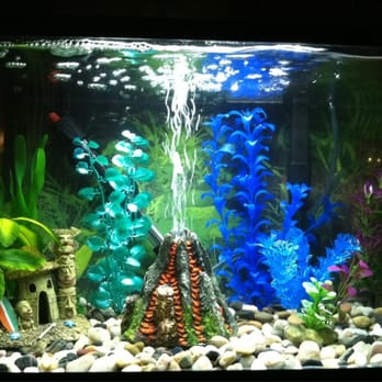 PetSmart - Dada & kids aquarium - Pet Stores Near Me - Fremont, California