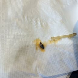 Bug that came from my pho/basil. Bug that came from my pho/basil.