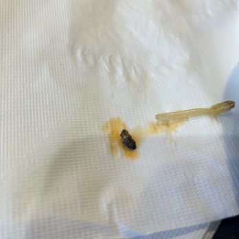 Viet Taste - Bug that came from my pho/basil. - Vietnamese Near Me - Norridge, Illinois Viet Taste - Bug that came from my pho/basil. - Vietnamese Near Me - Norridge, Illinois