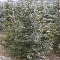 JD Ranch Tree Farm