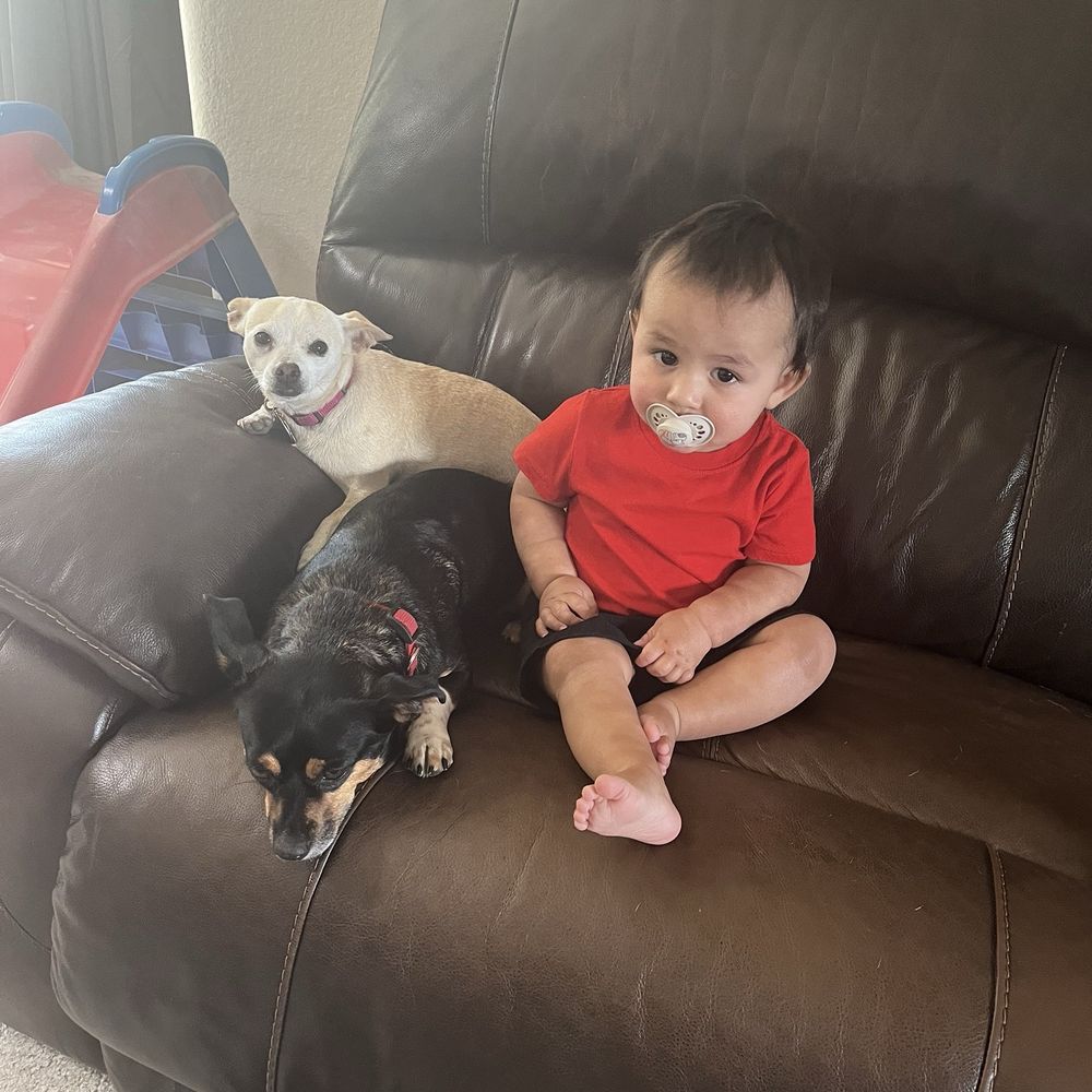 Pack Drive - Dogs - Pet Training Near Me