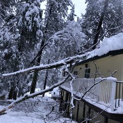 Local Roots Tree Service and Stump Grinding - Downed tree limb