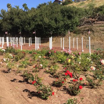 Thompson Center for Dentistry - Small part of Rose Garden. 5.4.18 - General Dentistry Near Me - Chula Vista, California Thompson Center for Dentistry - Small part of Rose Garden. 5.4.18 - General Dentistry Near Me - Chula Vista, California