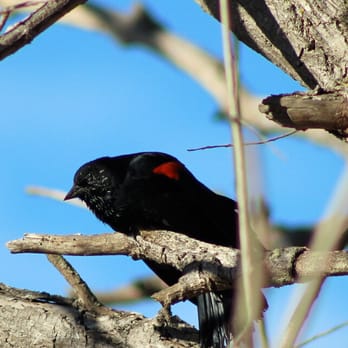 Ed R. Levin County Park - Red-winged Black Bird - Dog Parks Near Me - Milpitas, California