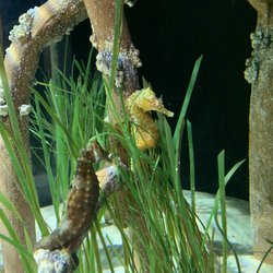 Aquarium Gift Shop