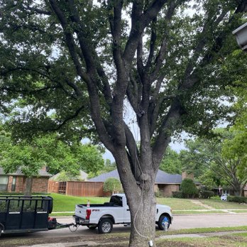 Everest Tree Service - Second tree - Tree Services Near Me Everest Tree Service - Second tree - Tree Services Near Me