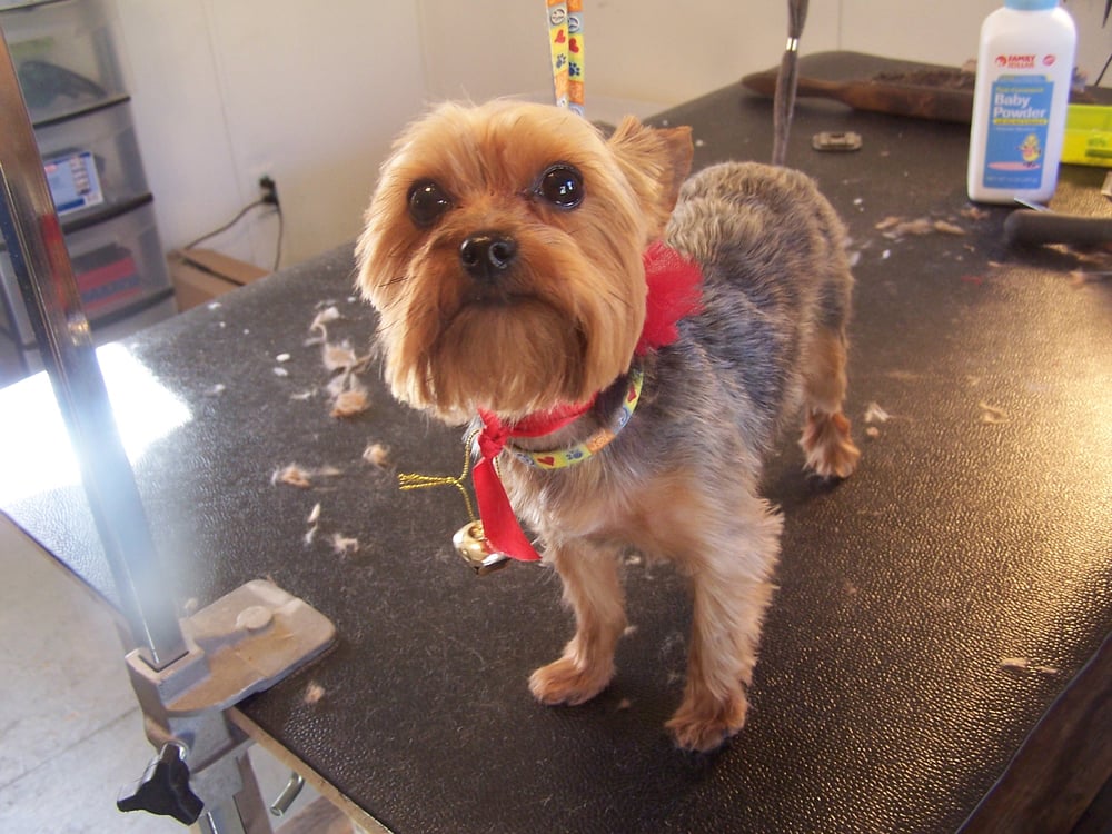 Pampered Paw's Pet spa - pet boarding facility in Charleston, WV