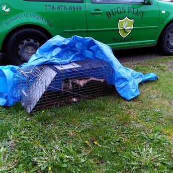 Bugs Plus Pest Services - Yes, we do skunk removal too! - Pest Control Near Me Bugs Plus Pest Services - Yes, we do skunk removal too! - Pest Control Near Me