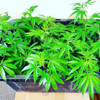 Tsunami Marijuana - Clones - Cannabis Dispensaries Near Me - Seaside, Oregon Tsunami Marijuana - Clones - Cannabis Dispensaries Near Me - Seaside, Oregon