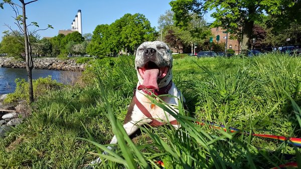 Sloppy Kisses Dogwalking