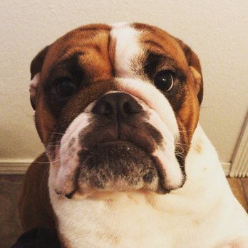 West Coast Pet Memorial - Mclovin. - Pet Cremation Services Near Me - Escondido, California West Coast Pet Memorial - Mclovin. - Pet Cremation Services Near Me - Escondido, California