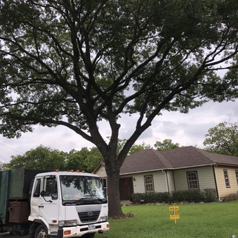 Big Bird Tree Service - Tree Services Near Me - Dallas, Texas Big Bird Tree Service - Tree Services Near Me - Dallas, Texas
