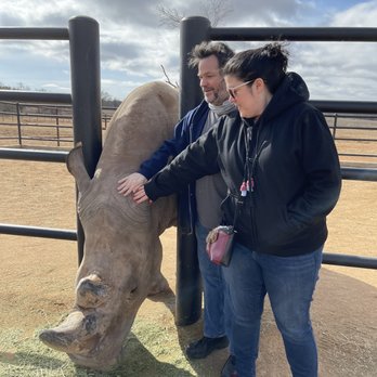 Longneck Manor - Justin the Rhino,  they let you pet him,  feel his horn, legs and feet. - Tours Near Me - Fredericksburg, Texas