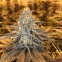 Photo of House of Hash