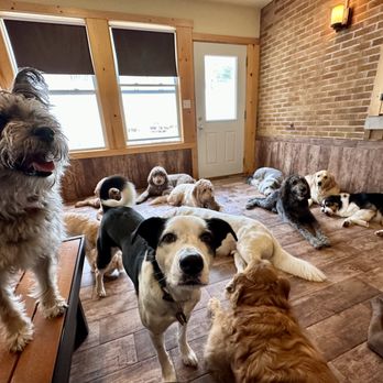 The Dog Place - Pet Boarding Near Me - Algonquin, Illinois The Dog Place - Pet Boarding Near Me - Algonquin, Illinois