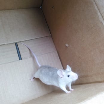 Pets Plus - Shes a soft grey caramel color and so cute - Pet Stores Near Me - Torrance, California Pets Plus - Shes a soft grey caramel color and so cute - Pet Stores Near Me - Torrance, California