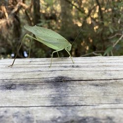 Edward Ball Nature Trail