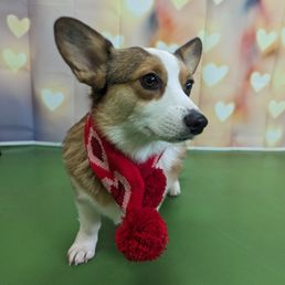 they did a cute valentines day photo shoot for free this year! they did a cute valentines day photo shoot for free this year!