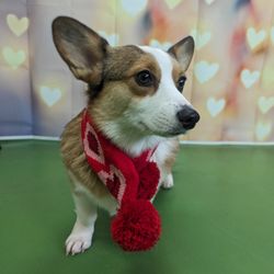 Camp Ruff-N-More - they did a cute valentines day photo shoot for free this year!