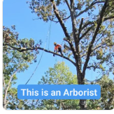 This is an Arborist! - 30 years experience! Not one insurance claim nor an injury! We're your certified professionals! This is an Arborist! - 30 years experience! Not one insurance claim nor an injury! We're your certified professionals!