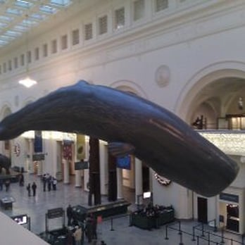 Field Museum - Museums Near Me - Chicago, Illinois