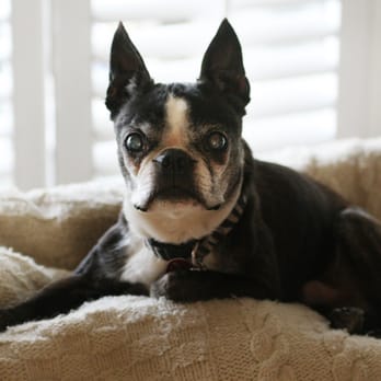 Pet Vacations - Pet Sitting Near Me Pet Vacations - Pet Sitting Near Me
