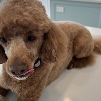 Compassionate Dog - Bad groom - Pet Groomers Near Me - Austin, Texas