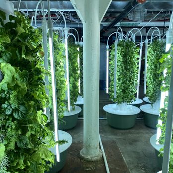 Gather - Hydroponic Greens growing for dinner - New American Near Me - Omaha, Nebraska Gather - Hydroponic Greens growing for dinner - New American Near Me - Omaha, Nebraska