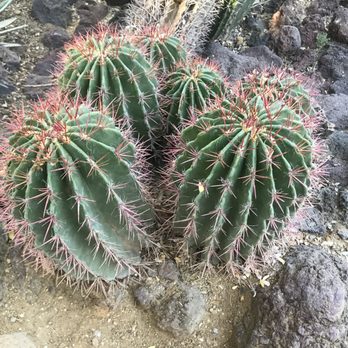 Moorten Botanical Garden - Nurseries & Gardening Near Me - Palm Springs, California Moorten Botanical Garden - Nurseries & Gardening Near Me - Palm Springs, California