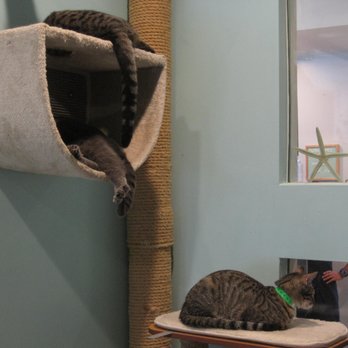 Toe Beans And Dreams Adoption Cafe - Pet Adoption Near Me - Aiea, Hawaii Toe Beans And Dreams Adoption Cafe - Pet Adoption Near Me - Aiea, Hawaii