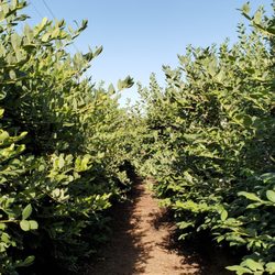Rancho Notso Grande - Blueberry rows