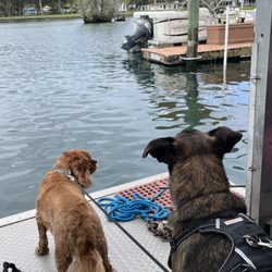 Manatee Tour And Dive - Charley and Bear