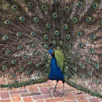 Cafe Jefferson - he turned round and round showing us all his gorgeous feathers - Cajun/Creole Near Me - New Iberia, Louisiana