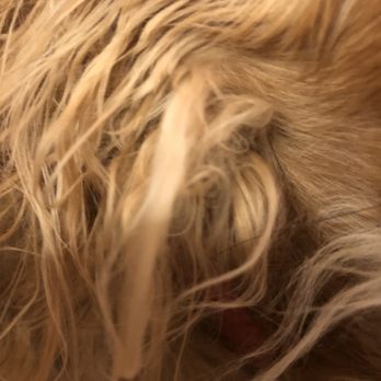 Dirty Dog - Matted fur under ear - Pet Groomers Near Me - Austin, Texas Dirty Dog - Matted fur under ear - Pet Groomers Near Me - Austin, Texas
