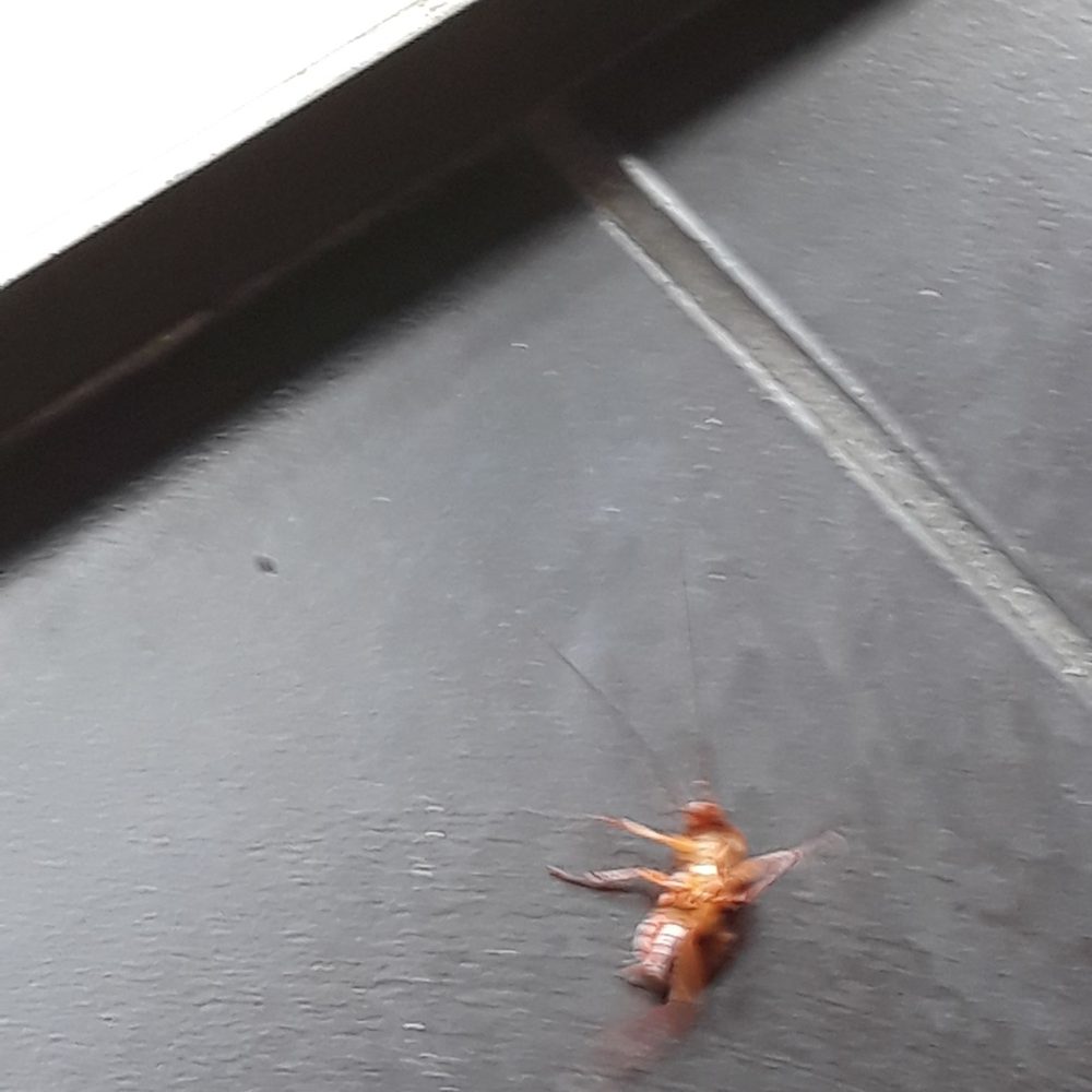 Philly's Best - Closer view of same bug. Its alive. The place was dirty. - Sandwiches Near Me - Downey, California Philly's Best - Closer view of same bug. Its alive. The place was dirty. - Sandwiches Near Me - Downey, California