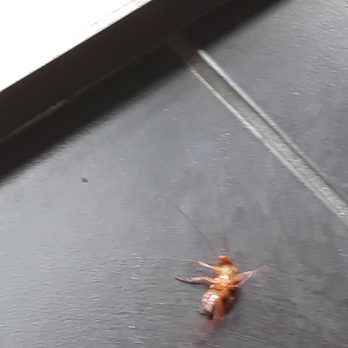 Philly's Best - Closer view of same bug. Its alive. The place was dirty. - Sandwiches Near Me - Downey, California Philly's Best - Closer view of same bug. Its alive. The place was dirty. - Sandwiches Near Me - Downey, California