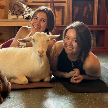 Goat Yoga Joy - Yoga Near Me - Woodstock, Illinois