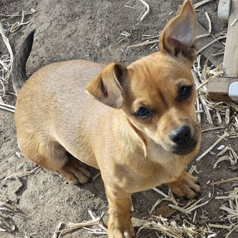 Alpine Animal Hospital - My baby girl - Veterinarians Near Me - Chubbuck, Idaho Alpine Animal Hospital - My baby girl - Veterinarians Near Me - Chubbuck, Idaho