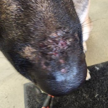 Bentley's Ruff House - Was my dog mistreated?!! - Pet Boarding Near Me - Roseville, California Bentley's Ruff House - Was my dog mistreated?!! - Pet Boarding Near Me - Roseville, California