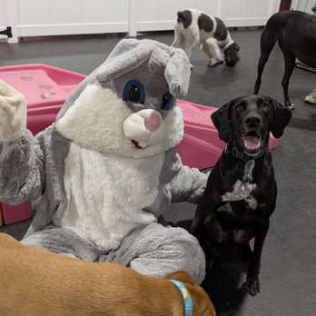 Arfordable Dog Training - Pet Training Near Me - Converse, Texas Arfordable Dog Training - Pet Training Near Me - Converse, Texas