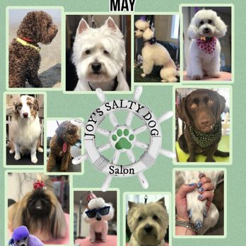 Joy's Salty Dog Salon - Grand Opening - Pet Groomers Near Me - Indialantic, Florida Joy's Salty Dog Salon - Grand Opening - Pet Groomers Near Me - Indialantic, Florida