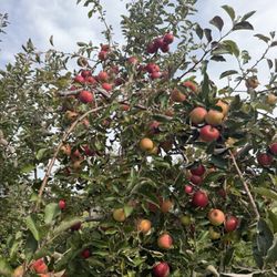 Wasem Fruit Farm