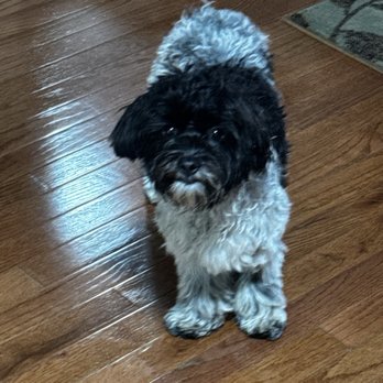 Pet Supplies Plus Monona - Our Winnie after bath and groom. Adorable! - Pet Groomers Near Me - Monona, Wisconsin