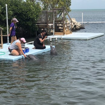 Dolphin Research Center - Tours Near Me - Marathon, Florida Dolphin Research Center - Tours Near Me - Marathon, Florida