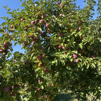 Phantom Farms - Apples - Bakeries Near Me - Cumberland, Rhode Island Phantom Farms - Apples - Bakeries Near Me - Cumberland, Rhode Island